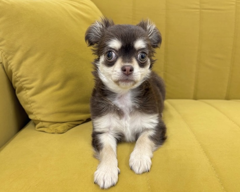 群馬県のチワワ(ロング) (かねだいペットトライアル前橋/2025年11月8日生まれ/女の子/チョコレートクリーム)の子犬の3枚目の画像