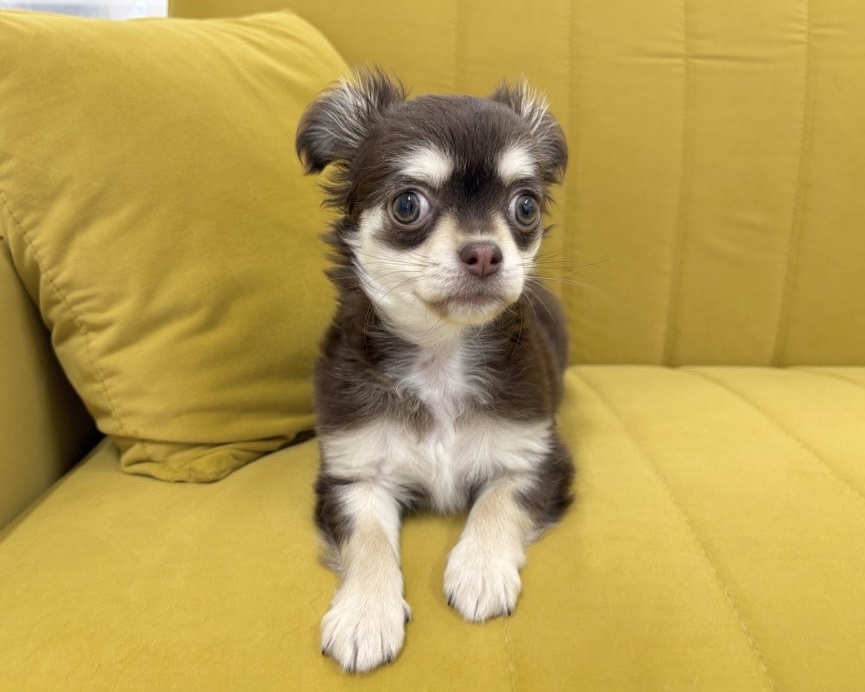 群馬県のチワワ(ロング) (かねだいペットトライアル前橋/2025年11月8日生まれ/女の子/チョコレートクリーム)の子犬の4枚目の画像