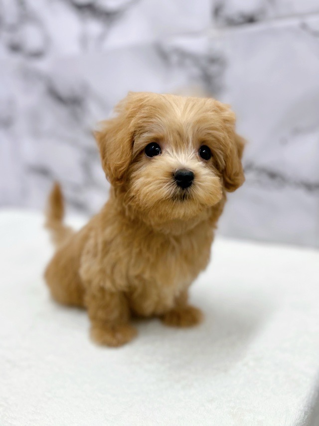 神奈川県のマルプー(マルチーズ×プードル) (かねだい東戸塚店/2025年11月7日生まれ/男の子/アプリコット)の子犬の1枚目の画像