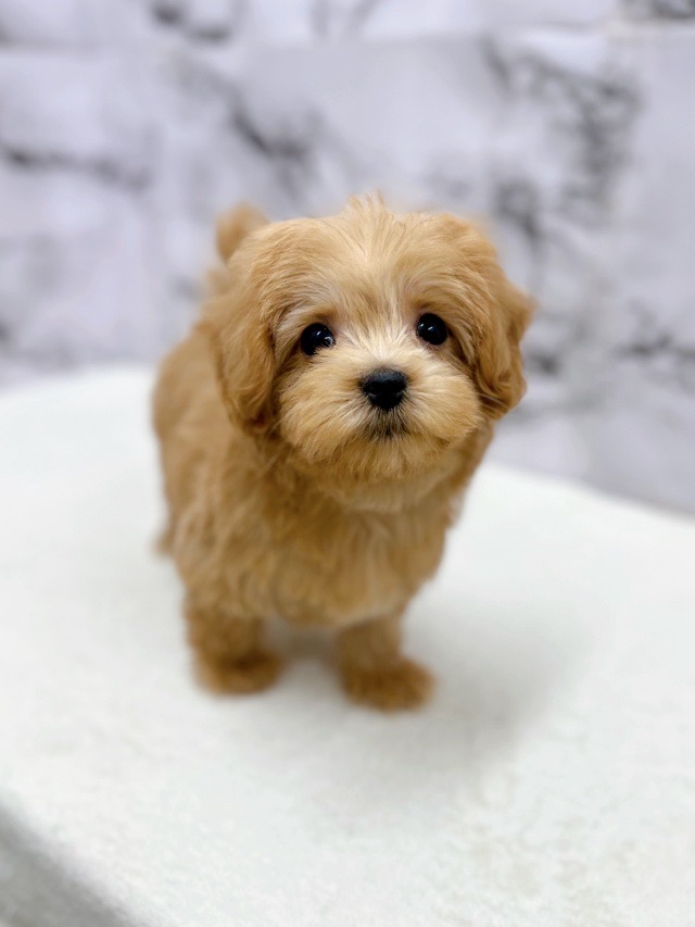 神奈川県のマルプー(マルチーズ×プードル) (かねだい東戸塚店/2025年11月7日生まれ/男の子/アプリコット)の子犬の2枚目の画像