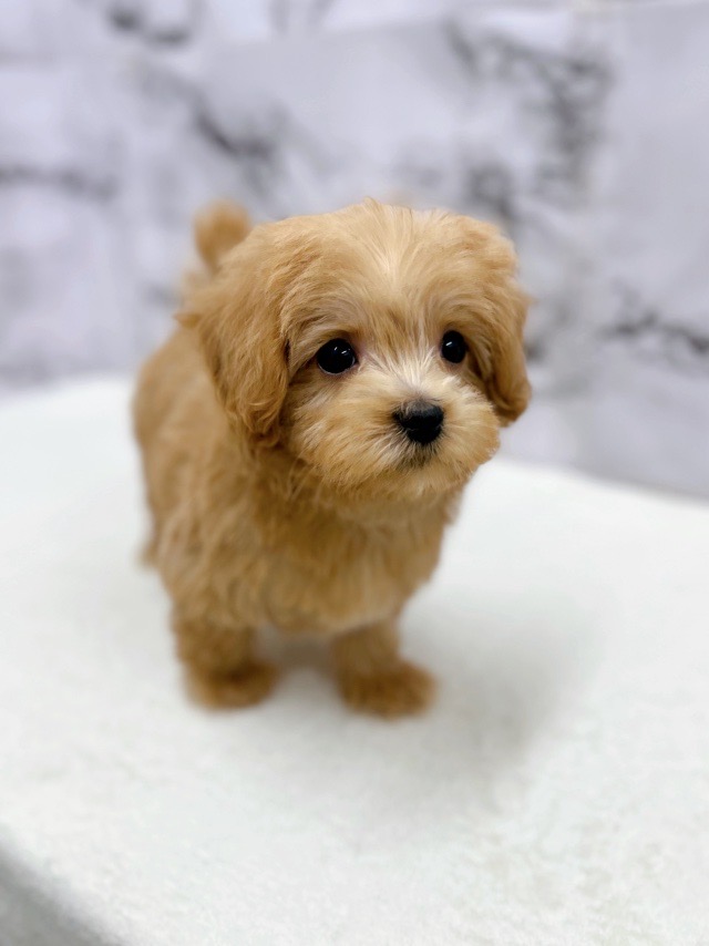 神奈川県のマルプー(マルチーズ×プードル) (かねだい東戸塚店/2025年11月7日生まれ/男の子/アプリコット)の子犬の3枚目の画像