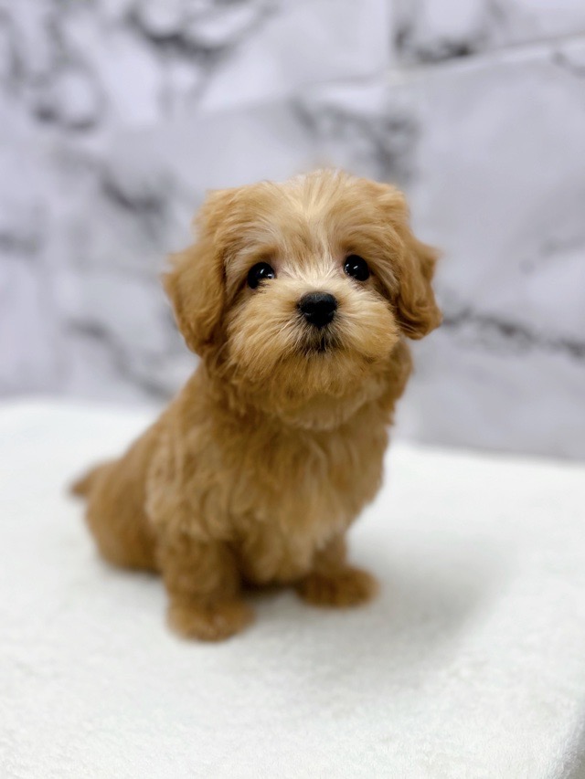 神奈川県のマルプー(マルチーズ×プードル) (かねだい東戸塚店/2025年11月7日生まれ/男の子/アプリコット)の子犬の4枚目の画像