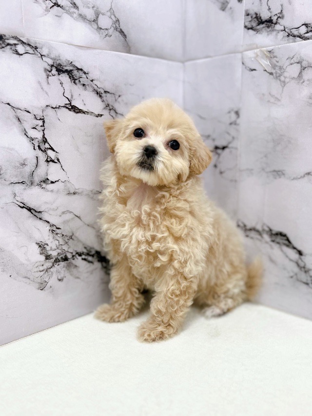 神奈川県のパピプー(パピヨン×プードル) (かねだい東戸塚店/2025年11月9日生まれ/女の子/アプリコット)の子犬の1枚目の画像