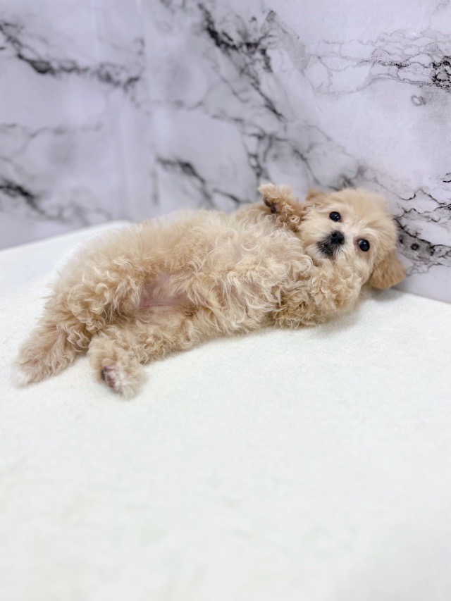 神奈川県のパピプー(パピヨン×プードル) (かねだい東戸塚店/2025年11月9日生まれ/女の子/アプリコット)の子犬の2枚目の画像