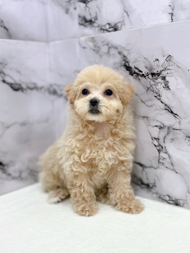 神奈川県のパピプー(パピヨン×プードル) (かねだい東戸塚店/2025年11月9日生まれ/女の子/アプリコット)の子犬の3枚目の画像