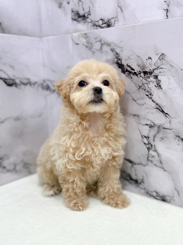 神奈川県のパピプー(パピヨン×プードル) (かねだい東戸塚店/2025年11月9日生まれ/女の子/アプリコット)の子犬の4枚目の画像