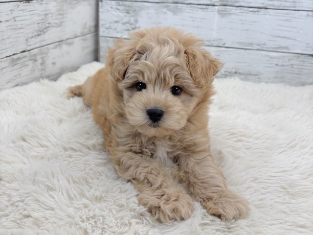 新潟県のマルプー(マルチーズ×プードル) (かねだいペットトライアル魚沼/2025年11月10日生まれ/男の子/アプリコット)の子犬の1枚目の画像