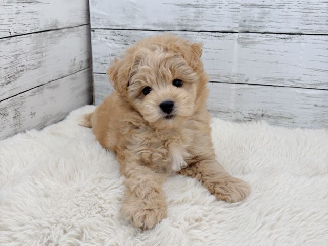 新潟県のマルプー(マルチーズ×プードル) (かねだいペットトライアル魚沼/2025年11月10日生まれ/男の子/アプリコット)の子犬の2枚目の画像