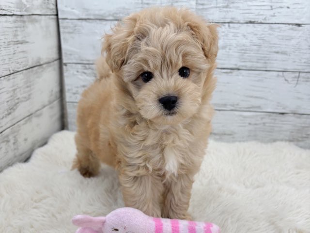 新潟県のマルプー(マルチーズ×プードル) (かねだいペットトライアル魚沼/2025年11月10日生まれ/男の子/アプリコット)の子犬の3枚目の画像