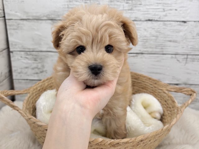 新潟県のマルプー(マルチーズ×プードル) (かねだいペットトライアル魚沼/2025年11月10日生まれ/男の子/アプリコット)の子犬の4枚目の画像