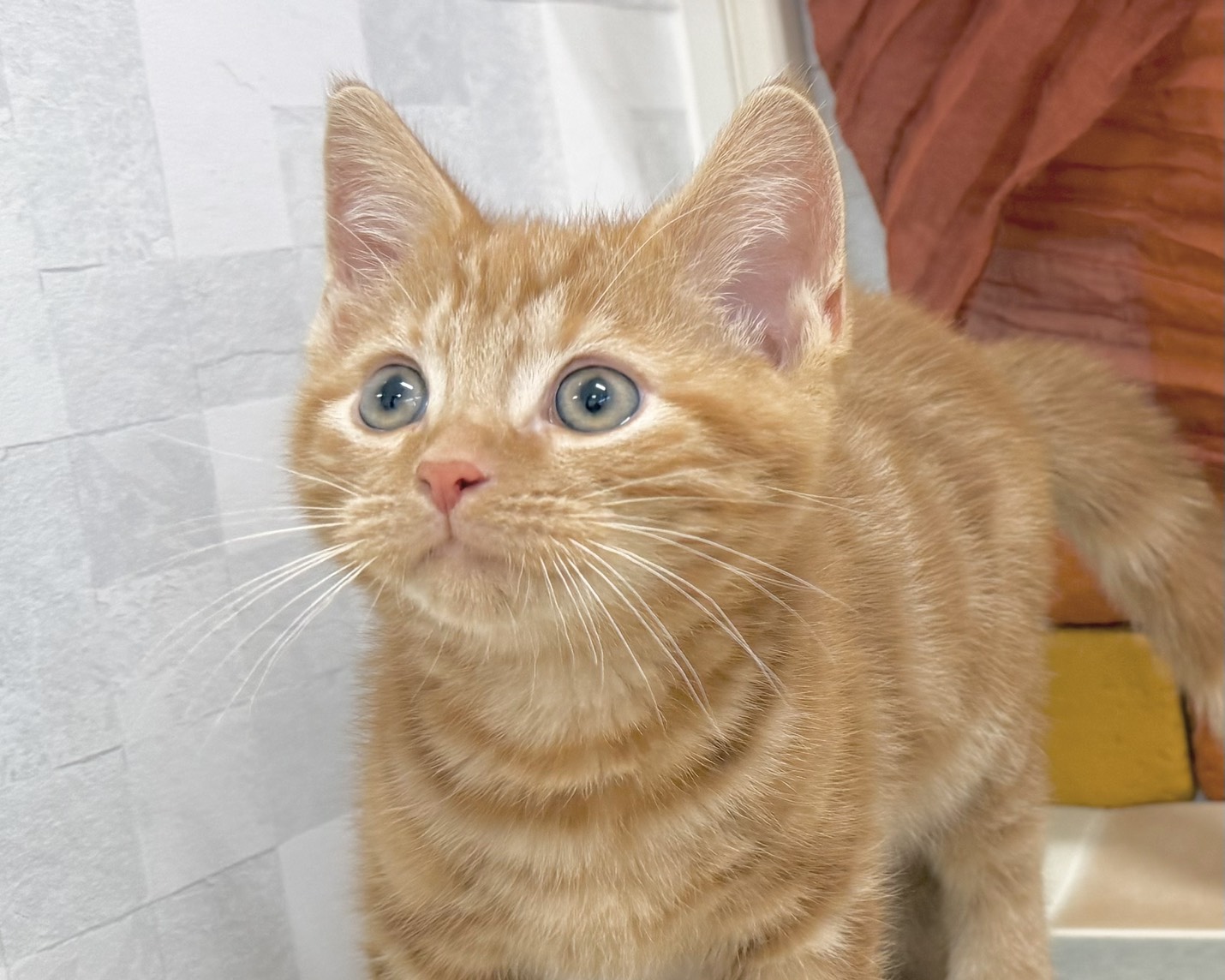 群馬県のアメリカンショートヘアー (かねだいペットトライアル前橋/2025年10月28日生まれ/男の子/レッドタビー)の子猫の2枚目の画像