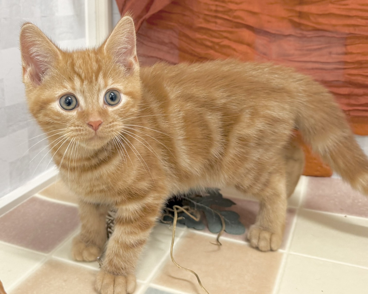 群馬県のアメリカンショートヘアー (かねだいペットトライアル前橋/2025年10月28日生まれ/男の子/レッドタビー)の子猫の3枚目の画像