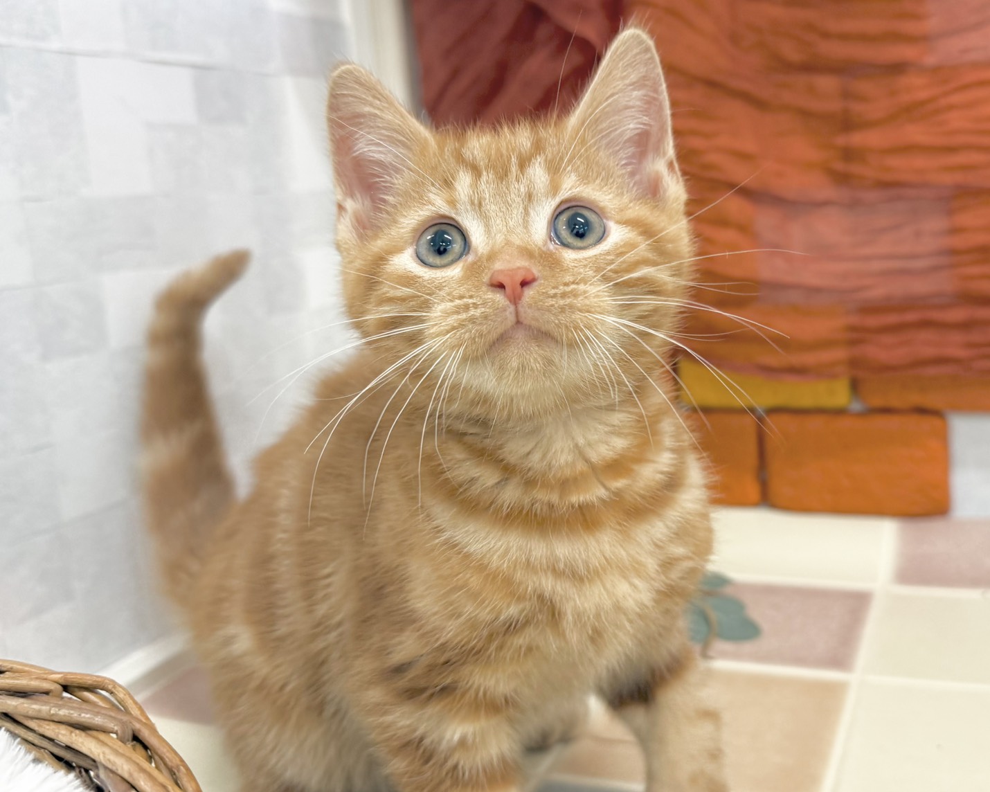 群馬県のアメリカンショートヘアー (かねだいペットトライアル前橋/2025年10月28日生まれ/男の子/レッドタビー)の子猫の1枚目の画像