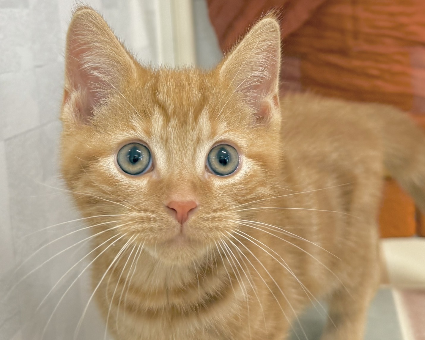 群馬県のアメリカンショートヘアー (かねだいペットトライアル前橋/2025年10月28日生まれ/男の子/レッドタビー)の子猫の4枚目の画像