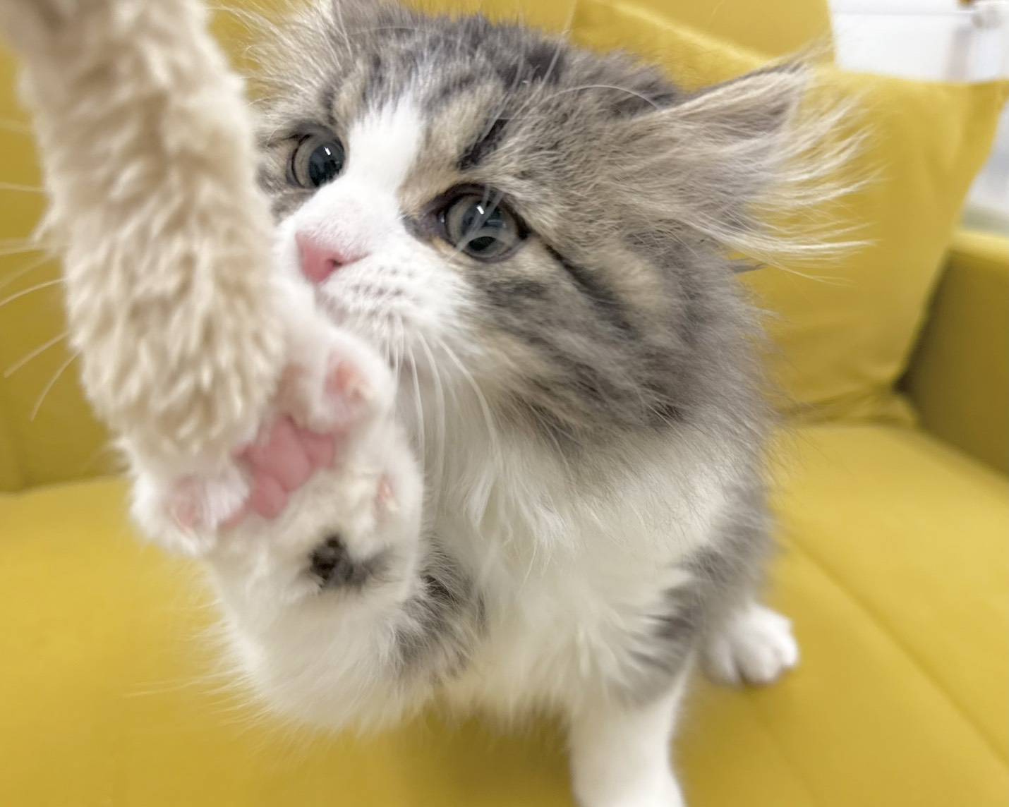 群馬県のスコティッシュフォールド (かねだいペットトライアル前橋/2025年10月24日生まれ/男の子/ブラウンタビーホワイト)の子猫の2枚目の画像