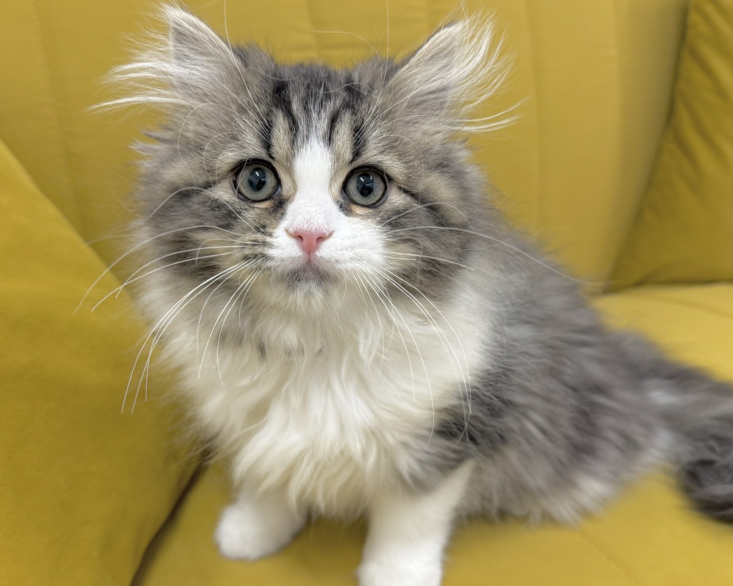 群馬県のスコティッシュフォールド (かねだいペットトライアル前橋/2025年10月24日生まれ/男の子/ブラウンタビーホワイト)の子猫の1枚目の画像