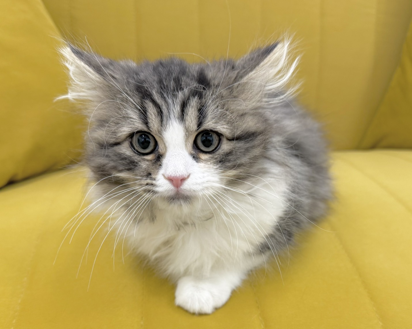 群馬県のスコティッシュフォールド (かねだいペットトライアル前橋/2025年10月24日生まれ/男の子/ブラウンタビーホワイト)の子猫の4枚目の画像