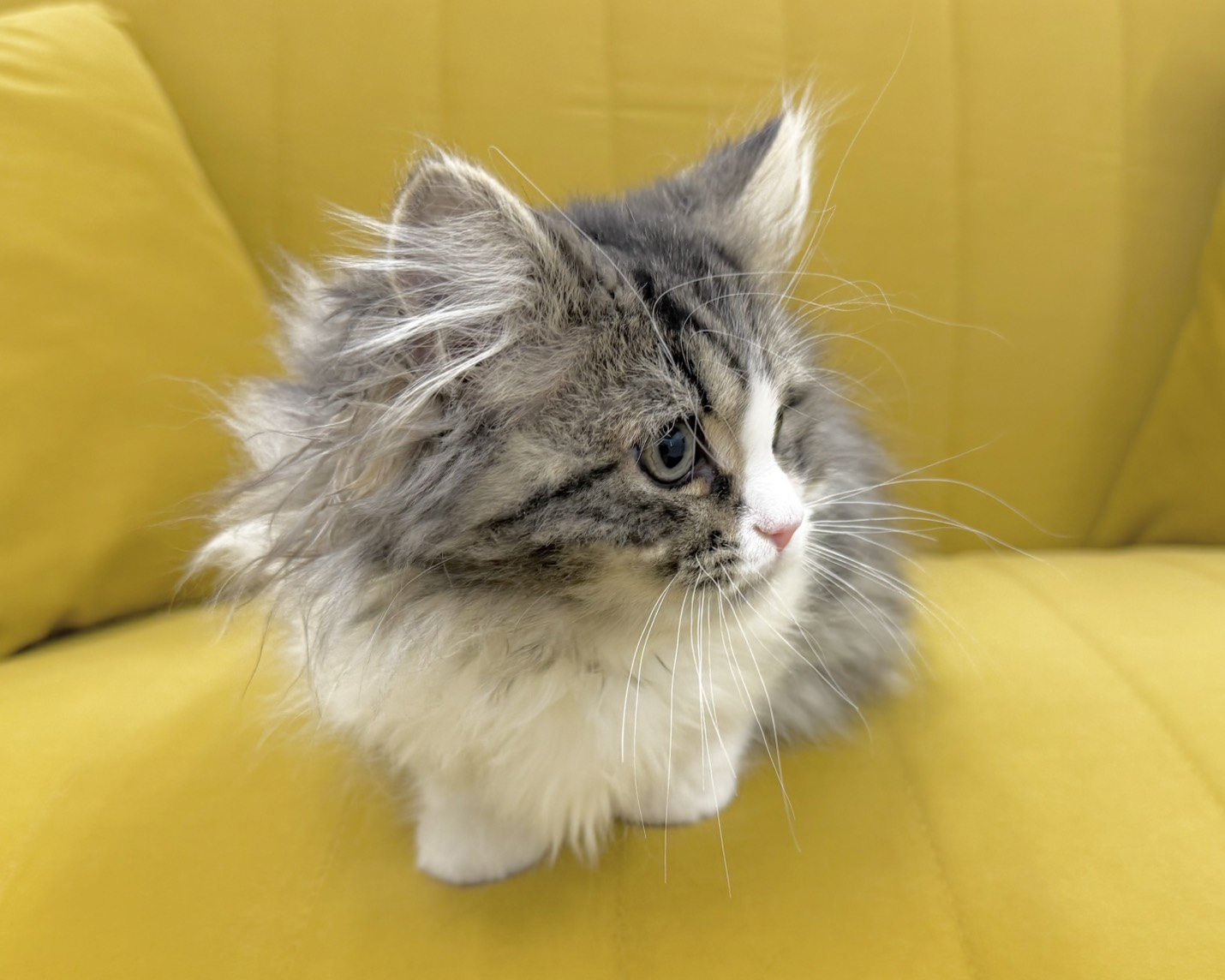 群馬県のスコティッシュフォールド (かねだいペットトライアル前橋/2025年10月24日生まれ/男の子/ブラウンタビーホワイト)の子猫の3枚目の画像