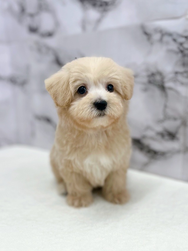 神奈川県のマルプー(マルチーズ×プードル) (かねだい東戸塚店/2025年11月10日生まれ/男の子/アプリコット)の子犬の1枚目の画像