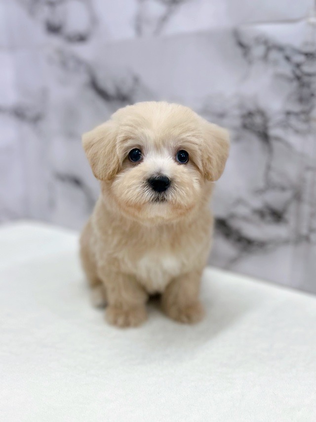 神奈川県のマルプー(マルチーズ×プードル) (かねだい東戸塚店/2025年11月10日生まれ/男の子/アプリコット)の子犬の3枚目の画像