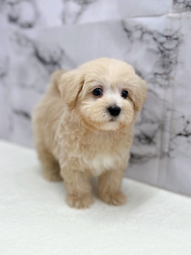 神奈川県のマルプー(マルチーズ×プードル) (かねだい東戸塚店/2025年11月10日生まれ/男の子/アプリコット)の子犬の4枚目の画像