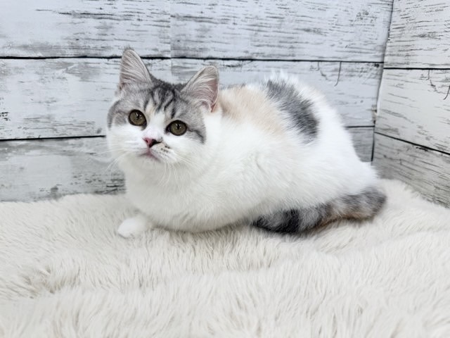 ★可愛く元気に成長中★ミヌエット×サイベリアン♀