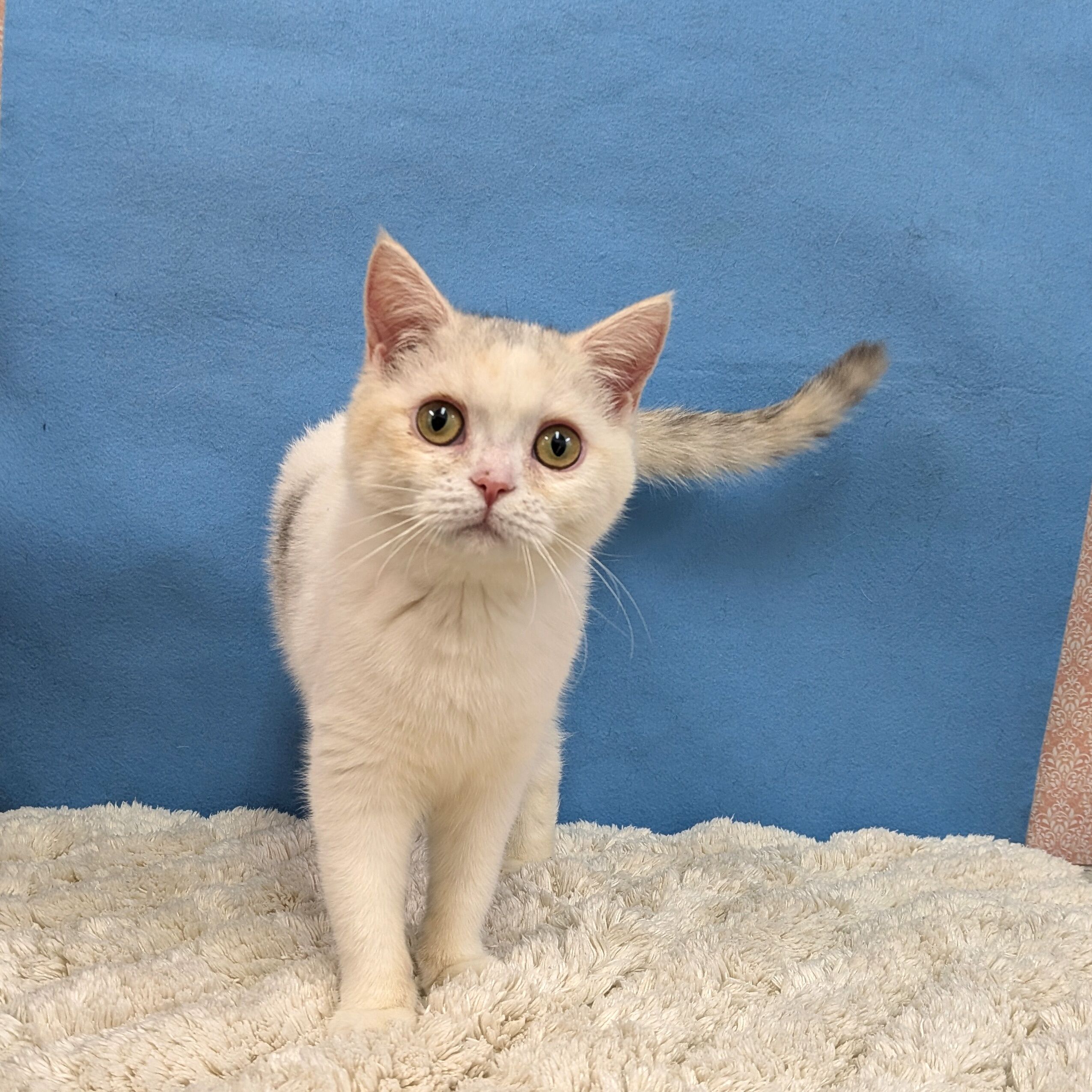 千葉県のブリティッシュショートヘアー (かねだい四街道店/2025年8月30日生まれ/女の子/ダイリュートキャリコ)の子猫の1枚目の画像