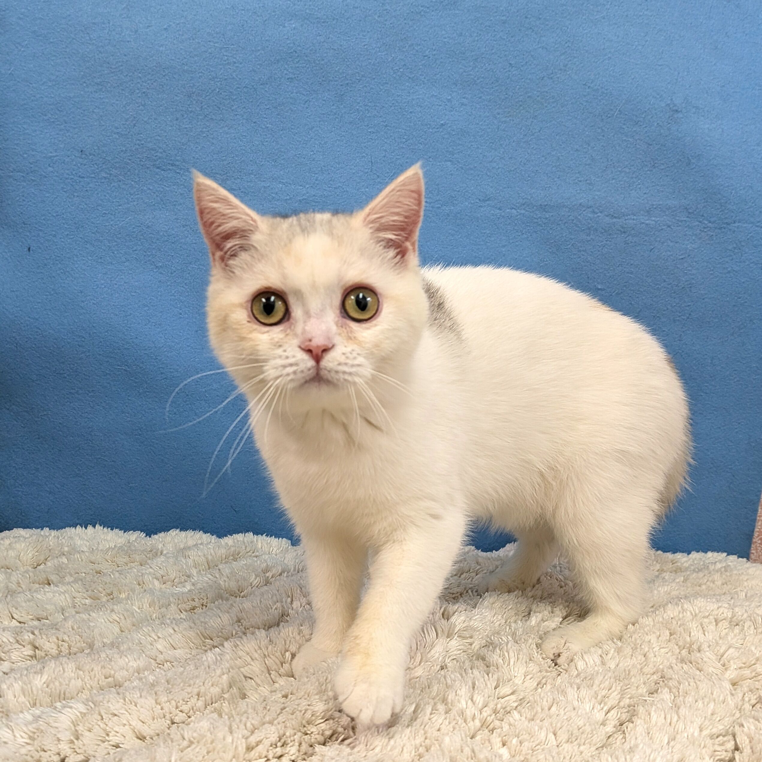 千葉県のブリティッシュショートヘアー (かねだい四街道店/2025年8月30日生まれ/女の子/ダイリュートキャリコ)の子猫の2枚目の画像
