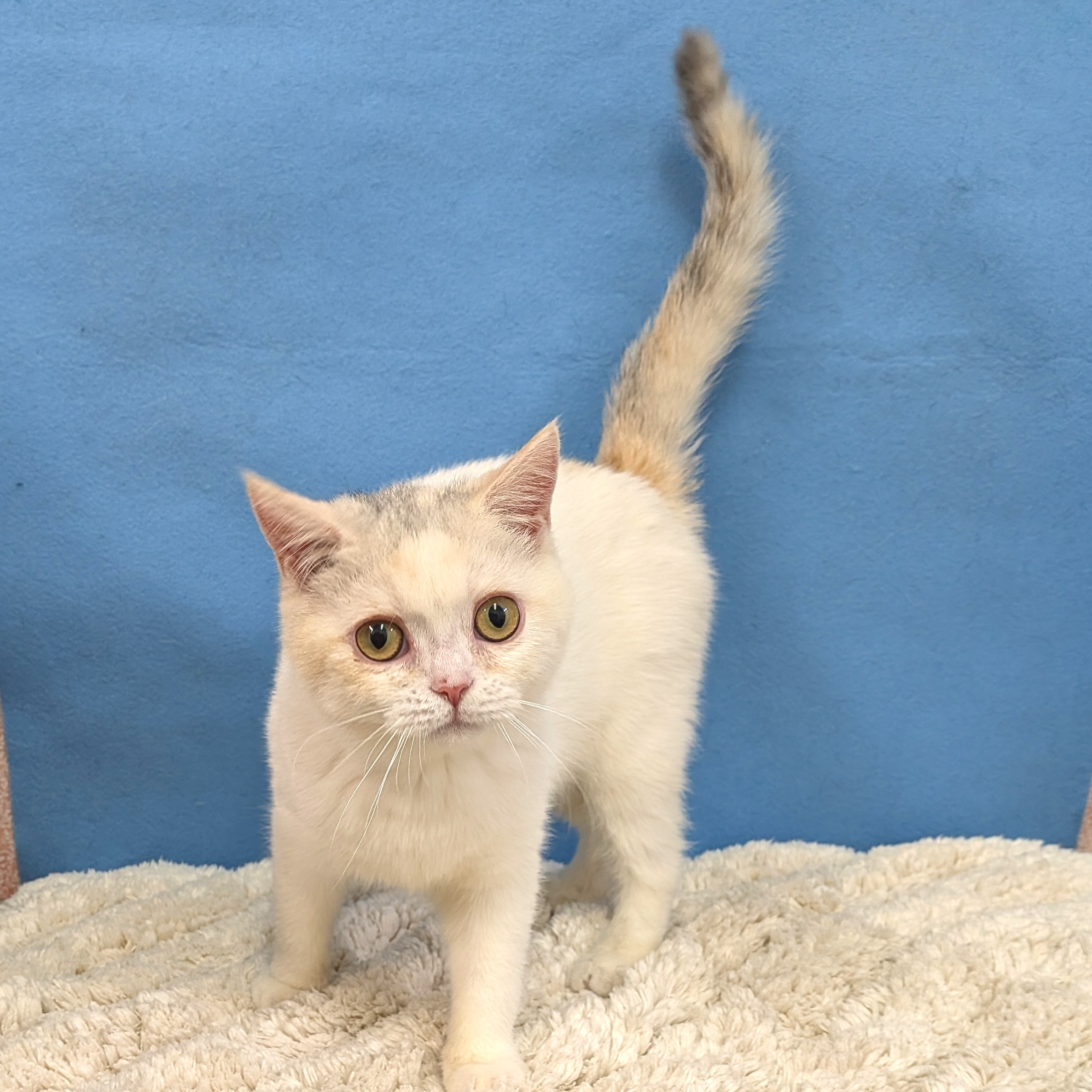 千葉県のブリティッシュショートヘアー (かねだい四街道店/2025年8月30日生まれ/女の子/ダイリュートキャリコ)の子猫の3枚目の画像