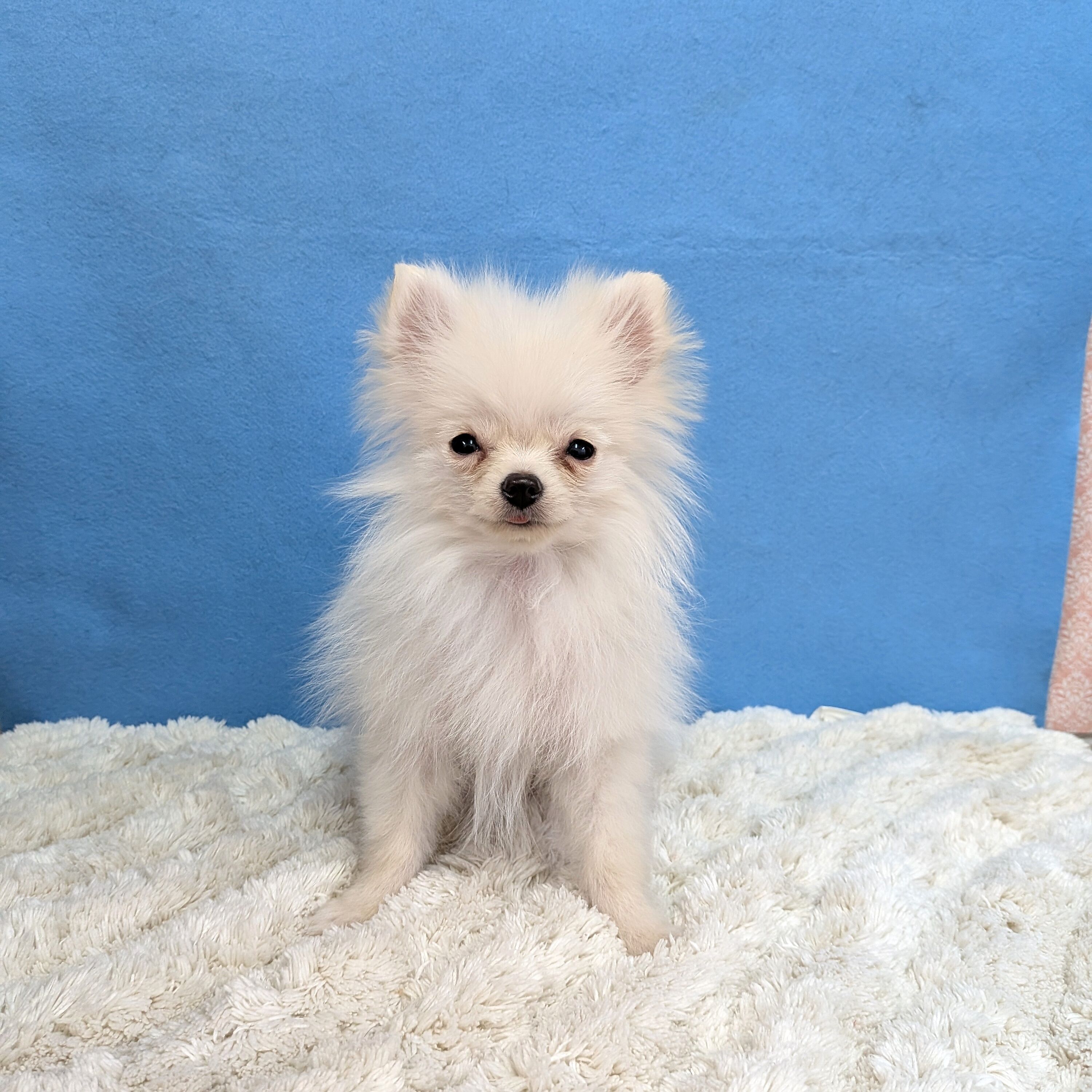 千葉県のポメラニアン (かねだい四街道店/2025年10月12日生まれ/男の子/クリーム)の子犬の1枚目の画像