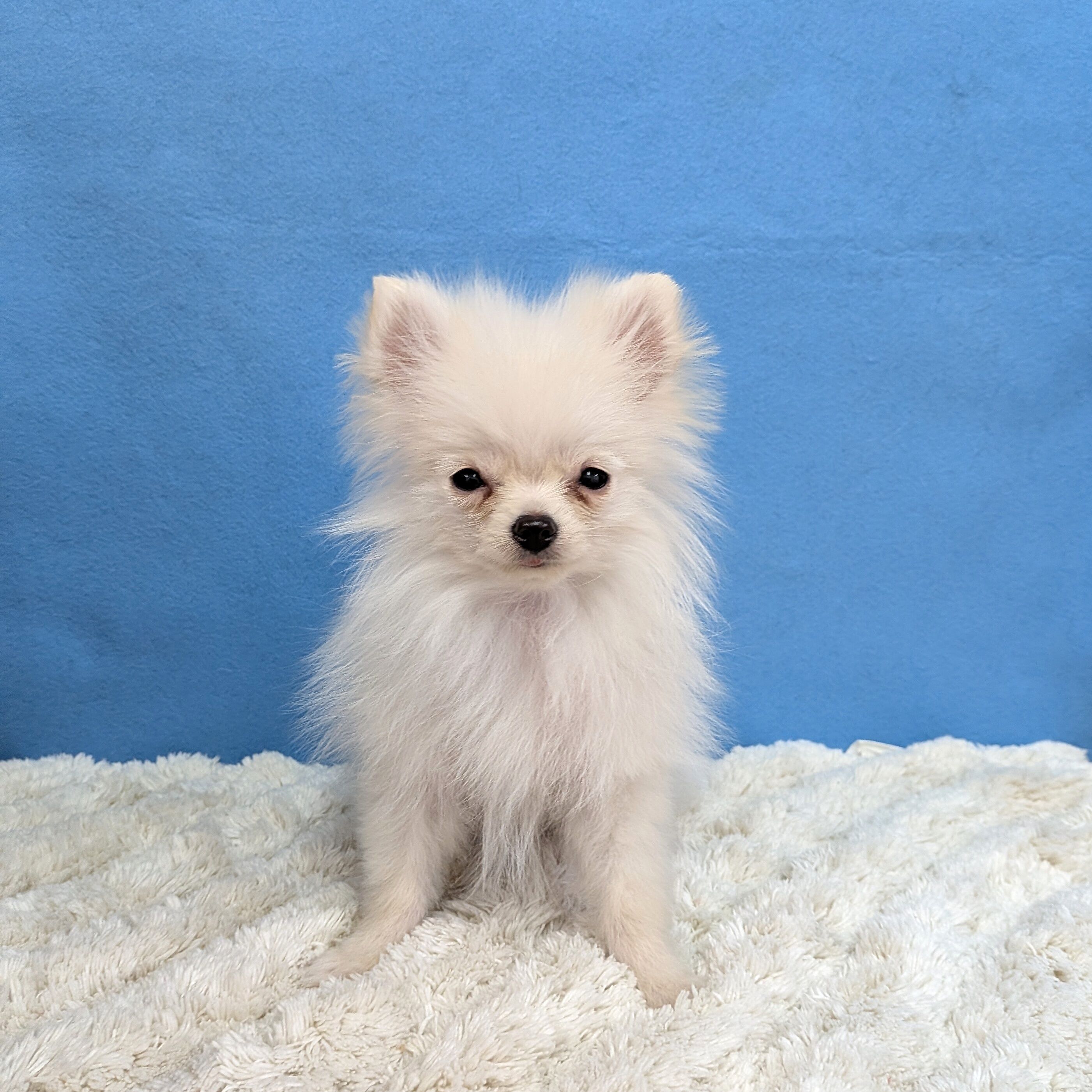 千葉県のポメラニアン (かねだい四街道店/2025年10月12日生まれ/男の子/クリーム)の子犬の2枚目の画像