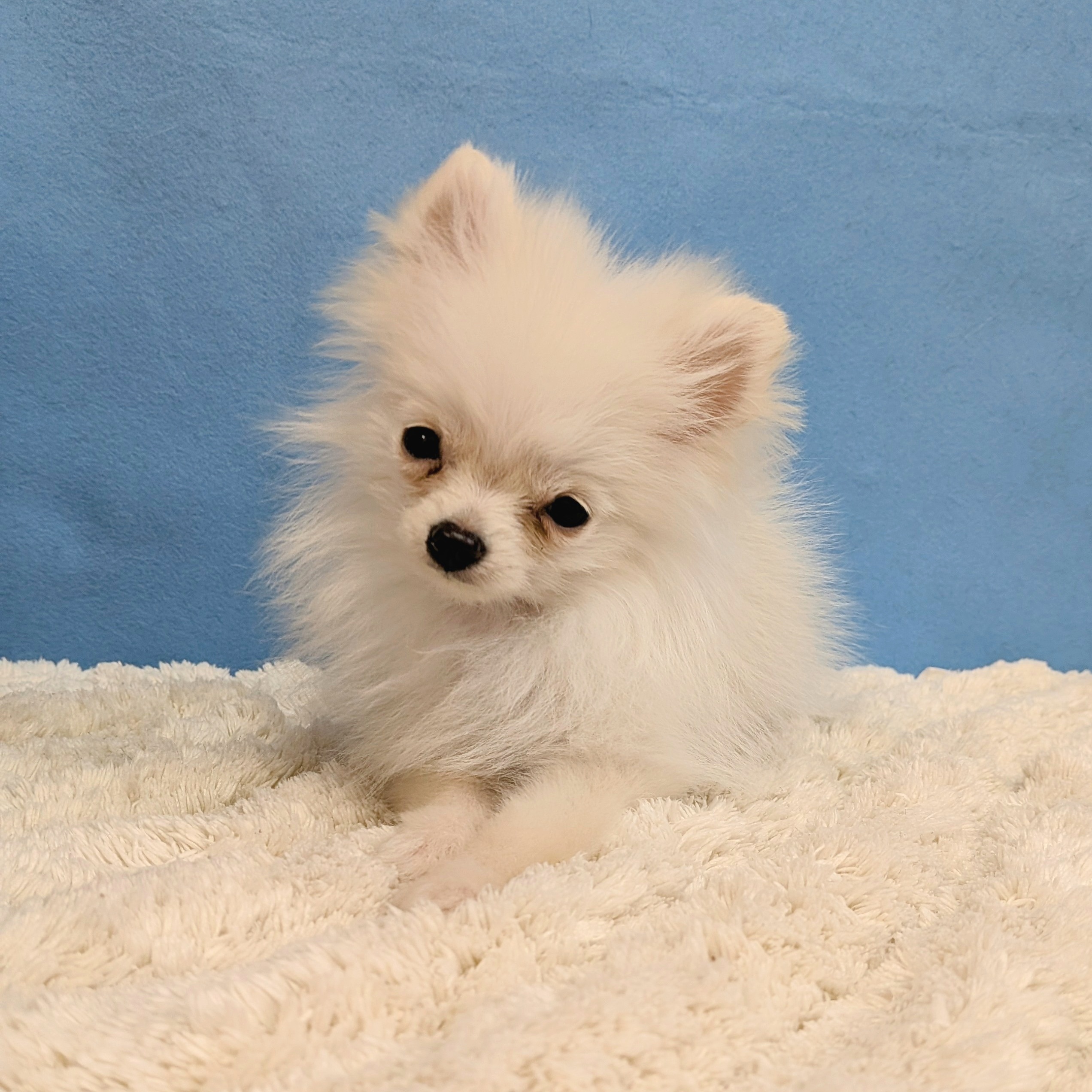 千葉県のポメラニアン (かねだい四街道店/2025年10月12日生まれ/男の子/クリーム)の子犬の3枚目の画像