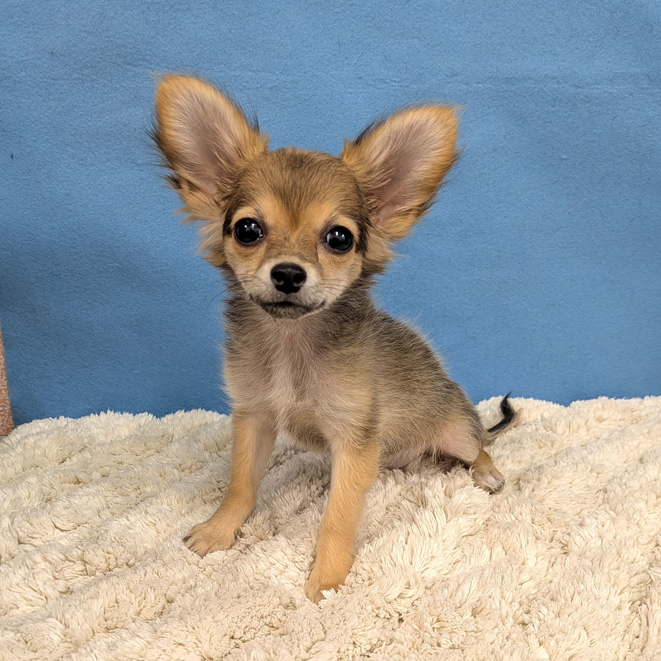 千葉県のハーフ犬・ミックス犬 (かねだい四街道店/2025年10月11日生まれ/女の子/その他色)の子犬の1枚目の画像