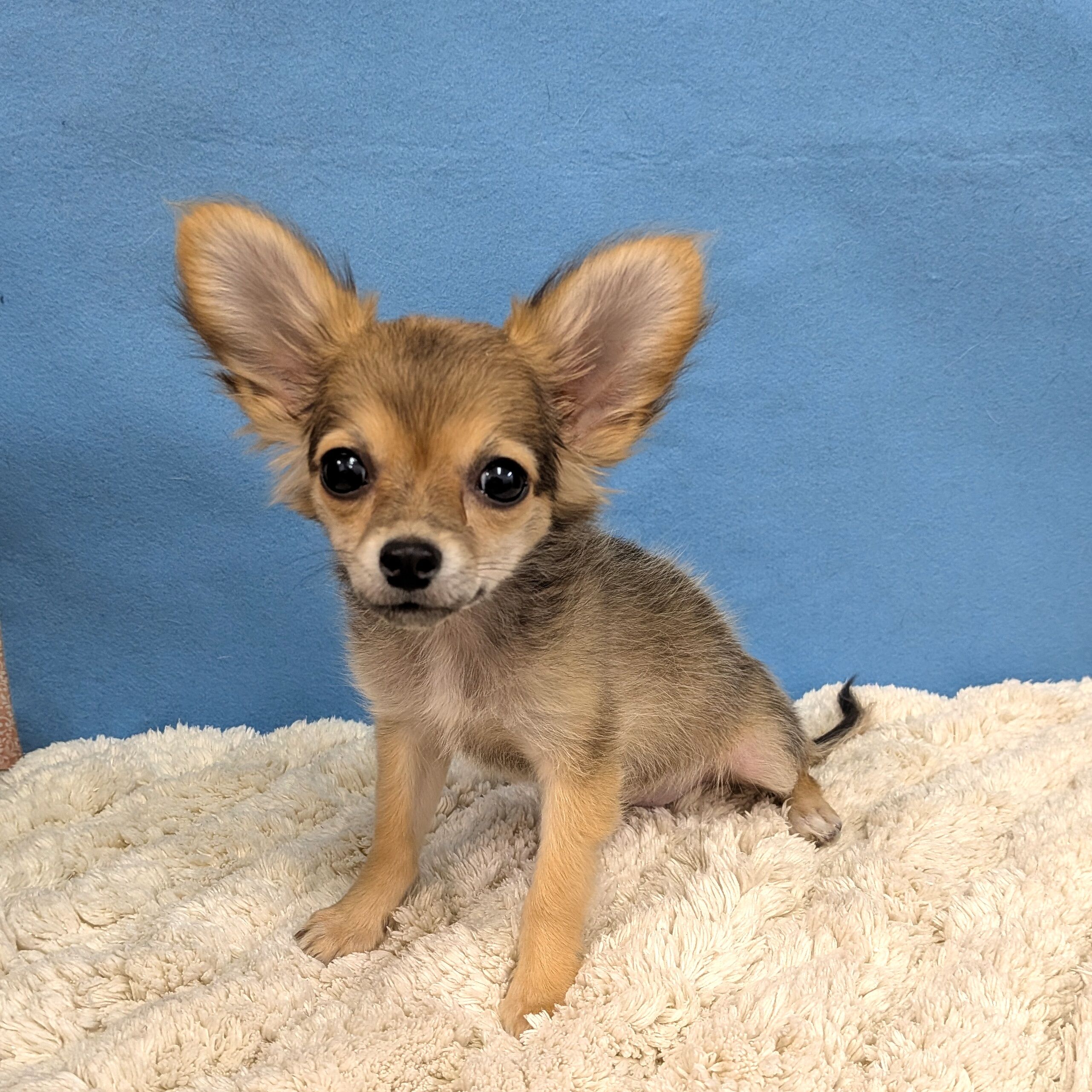 千葉県のハーフ犬・ミックス犬 (かねだい四街道店/2025年10月11日生まれ/女の子/その他色)の子犬の2枚目の画像