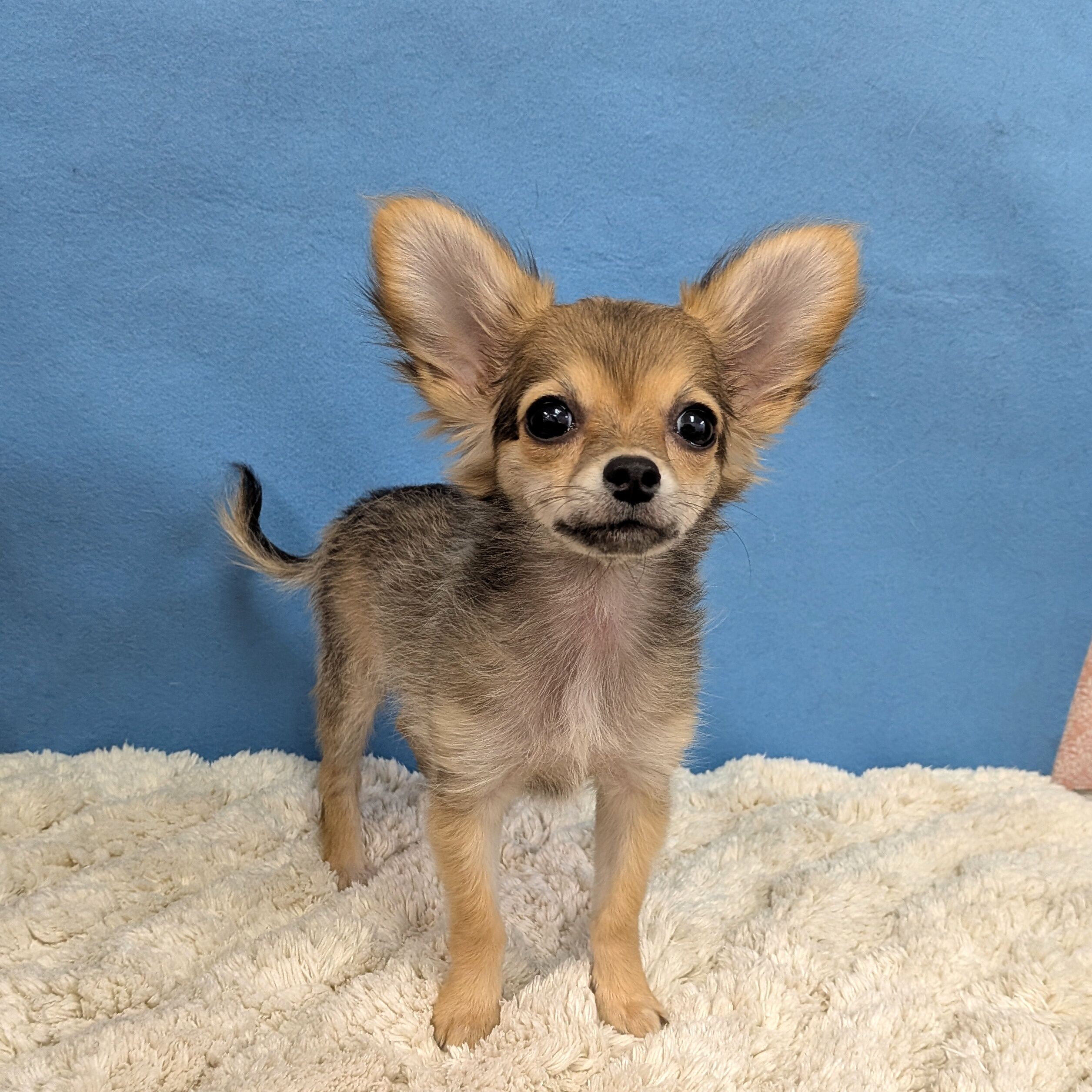 千葉県のハーフ犬・ミックス犬 (かねだい四街道店/2025年10月11日生まれ/女の子/その他色)の子犬の3枚目の画像