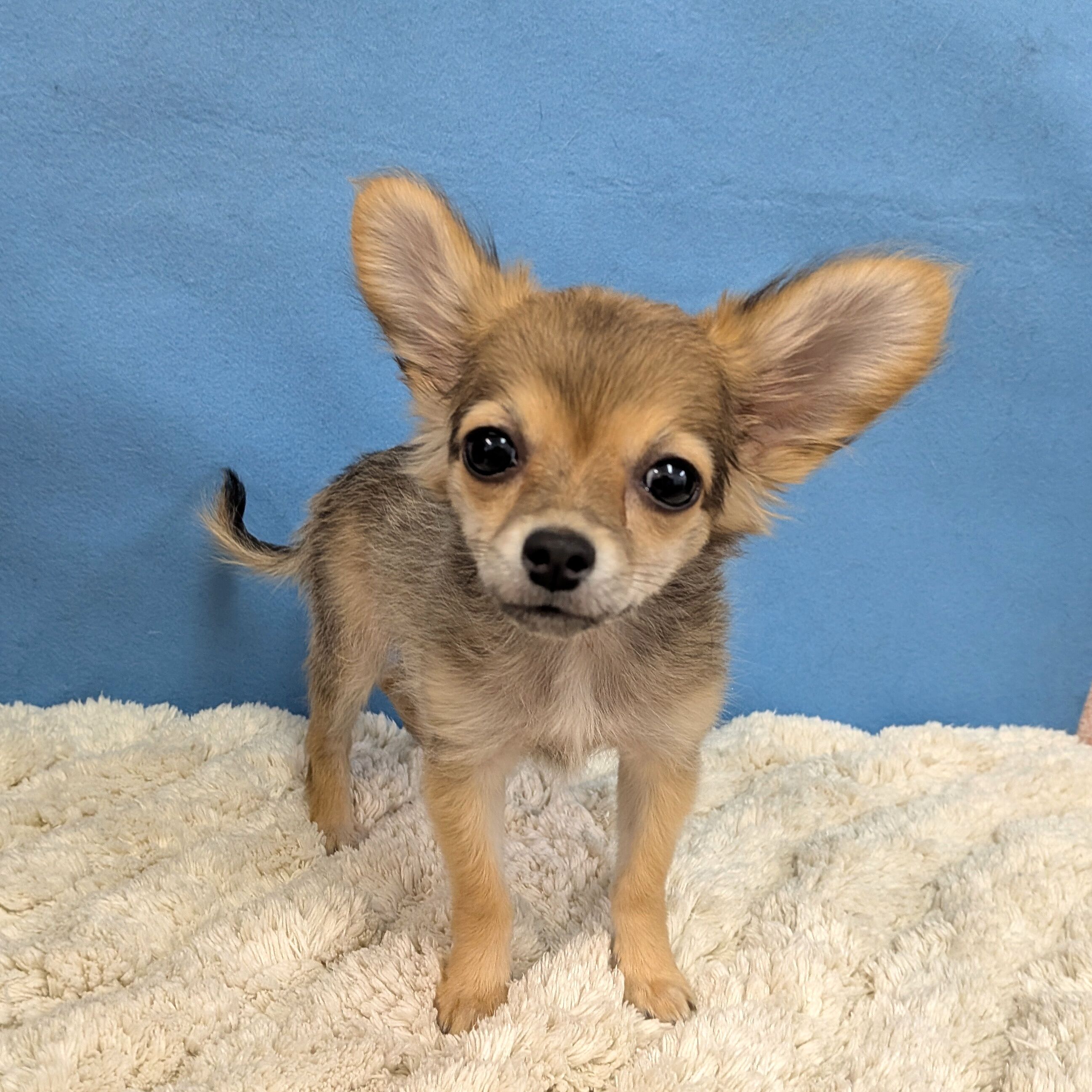 千葉県のハーフ犬・ミックス犬 (かねだい四街道店/2025年10月11日生まれ/女の子/その他色)の子犬の4枚目の画像