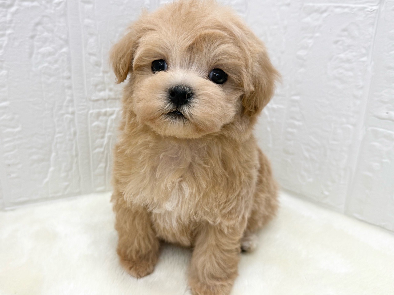 東京都のマルプー(マルチーズ×プードル) (かねだい青梅店/2025年11月14日生まれ/女の子/アプリコット)の子犬の1枚目の画像