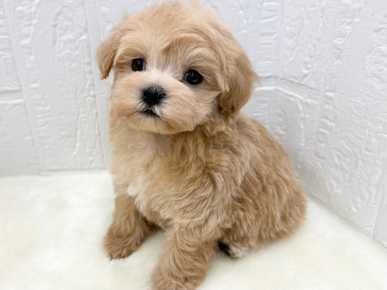 東京都のマルプー(マルチーズ×プードル) (かねだい青梅店/2025年11月14日生まれ/女の子/アプリコット)の子犬の2枚目の画像