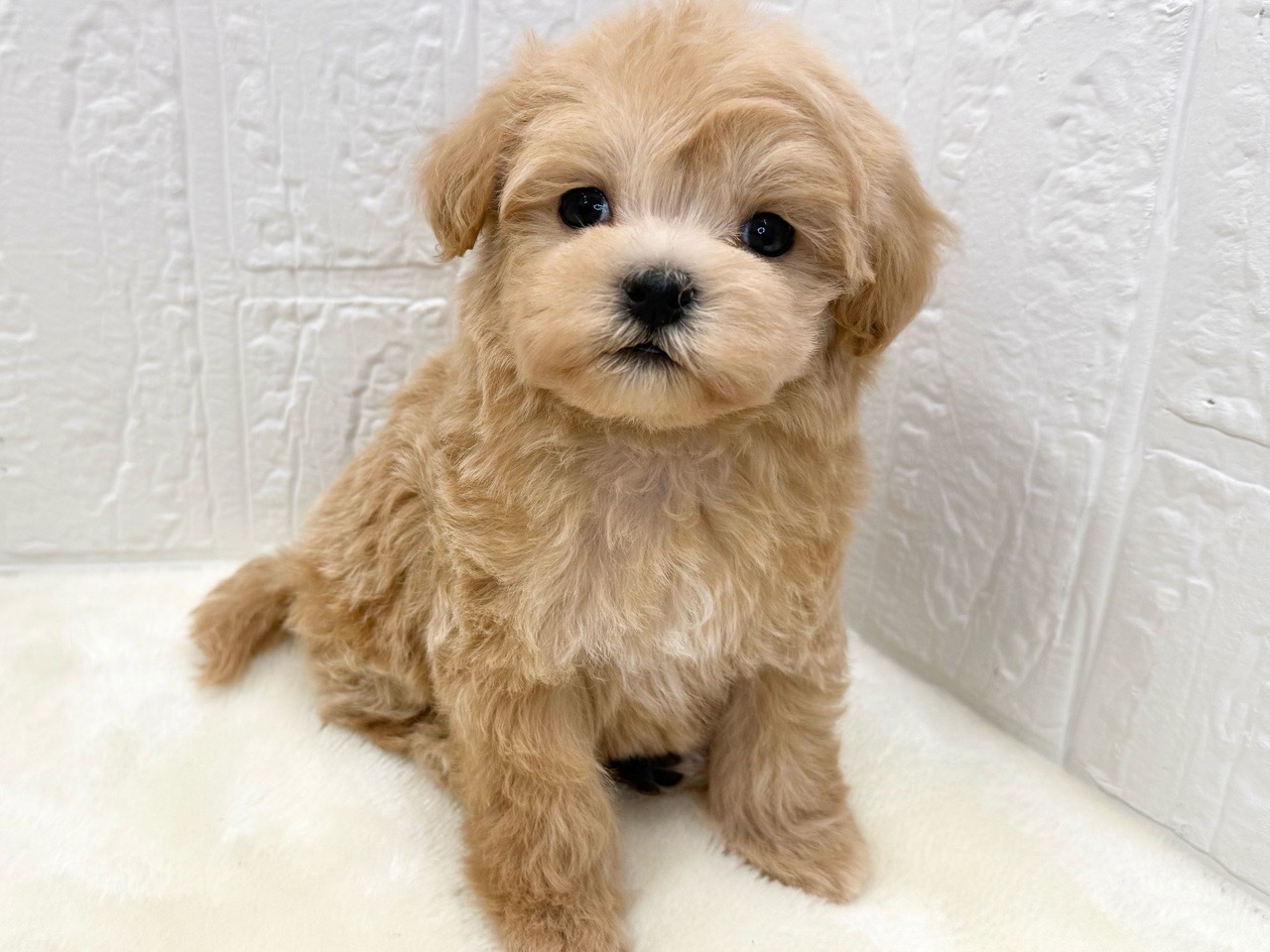 東京都のマルプー(マルチーズ×プードル) (かねだい青梅店/2025年11月14日生まれ/女の子/アプリコット)の子犬の3枚目の画像