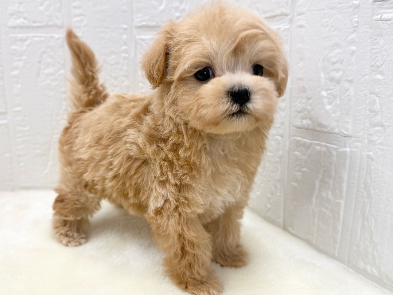 東京都のマルプー(マルチーズ×プードル) (かねだい青梅店/2025年11月14日生まれ/女の子/アプリコット)の子犬の4枚目の画像