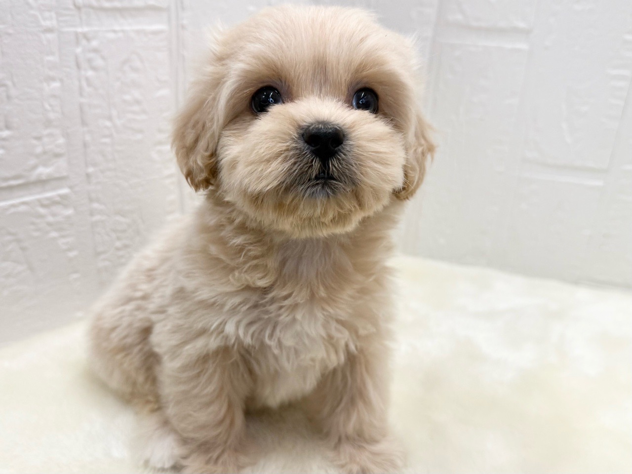 東京都のペキプー(ペキニーズ×プードル) (かねだい青梅店/2025年11月14日生まれ/女の子/アプリコット)の子犬の1枚目の画像