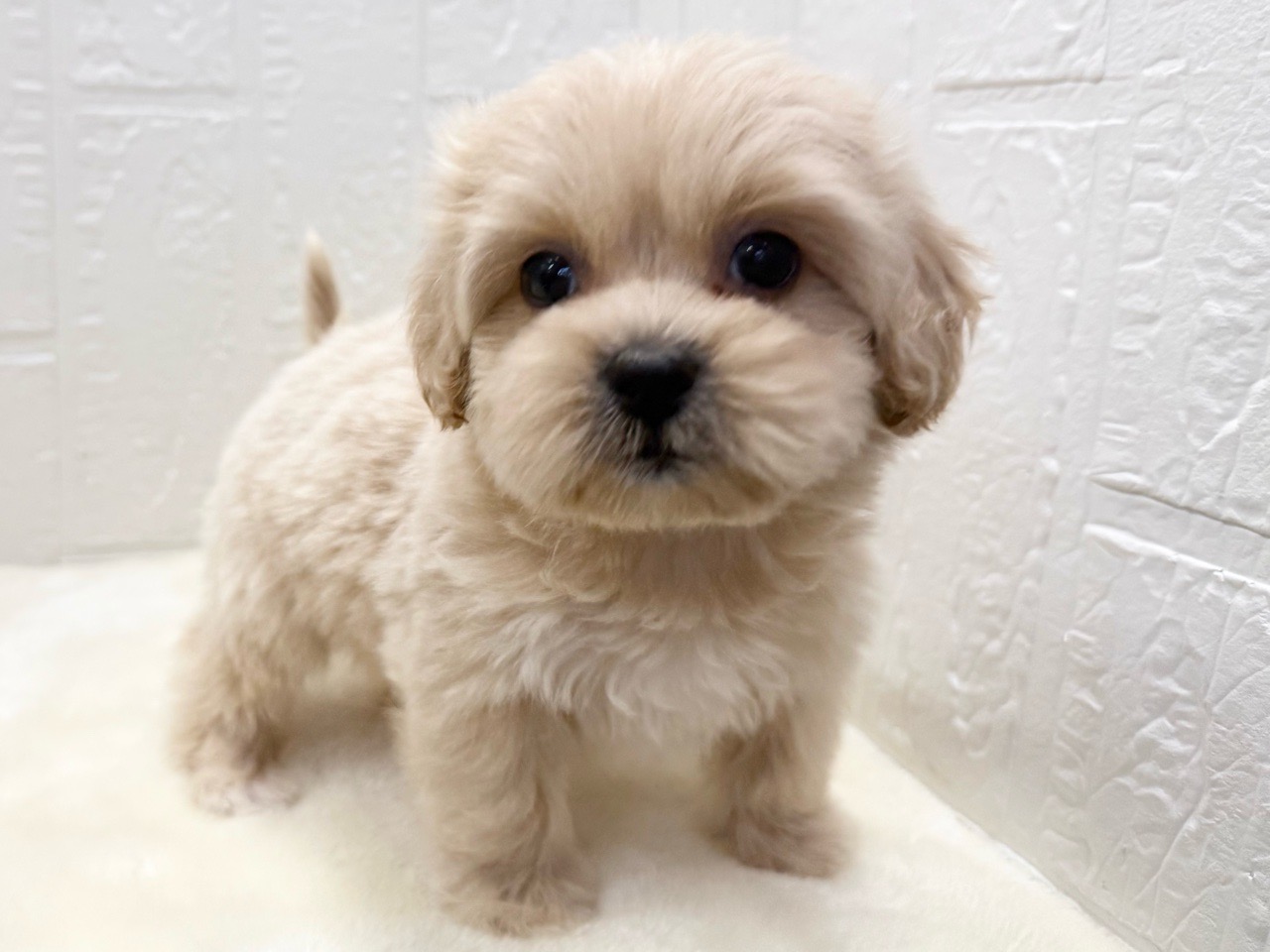 東京都のペキプー(ペキニーズ×プードル) (かねだい青梅店/2025年11月14日生まれ/女の子/アプリコット)の子犬の2枚目の画像