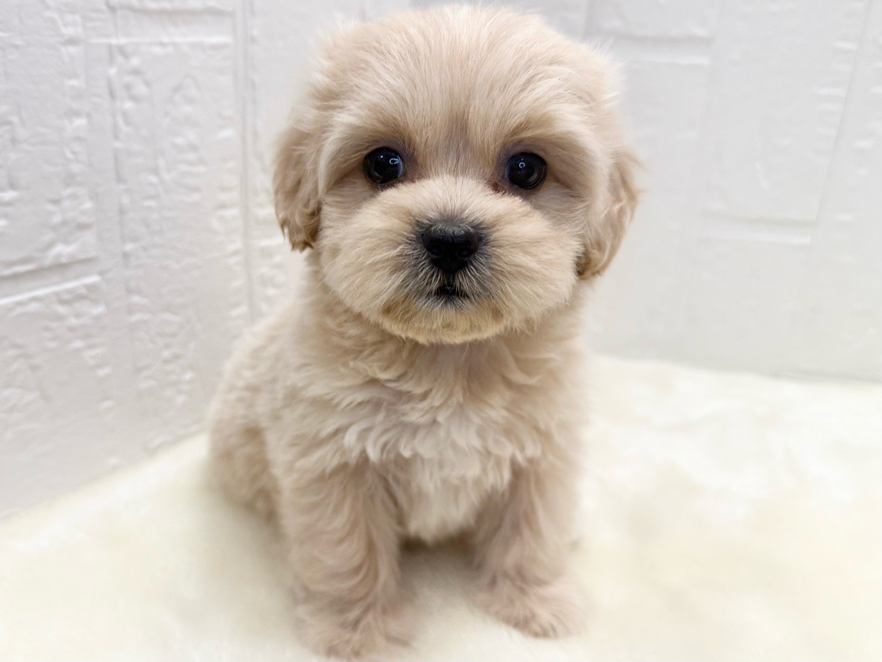 東京都のペキプー(ペキニーズ×プードル) (かねだい青梅店/2025年11月14日生まれ/女の子/アプリコット)の子犬の3枚目の画像