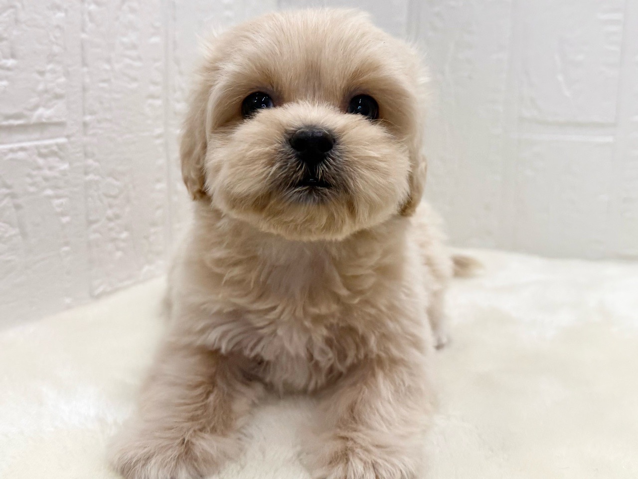 東京都のペキプー(ペキニーズ×プードル) (かねだい青梅店/2025年11月14日生まれ/女の子/アプリコット)の子犬の4枚目の画像