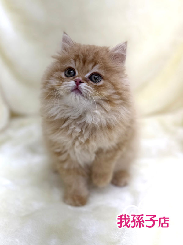 千葉県のスコティッシュフォールド (かねだい我孫子店/2025年11月12日生まれ/男の子/レッド)の子猫の1枚目の画像
