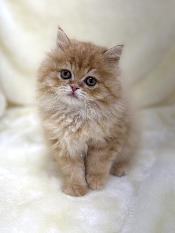千葉県のスコティッシュフォールド (かねだい我孫子店/2025年11月12日生まれ/男の子/レッド)の子猫の2枚目の画像