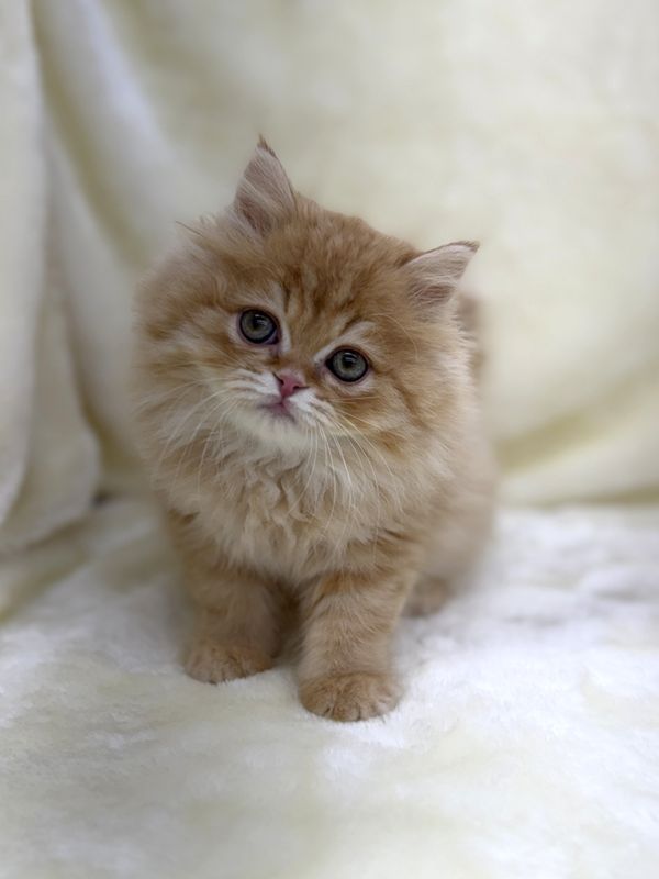 千葉県のスコティッシュフォールド (かねだい我孫子店/2025年11月12日生まれ/男の子/レッド)の子猫の4枚目の画像
