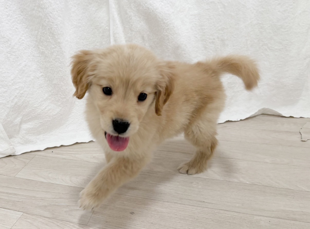 価格の安い✿ゴールデンレトリバー ♀ やさしさあふれる女の子