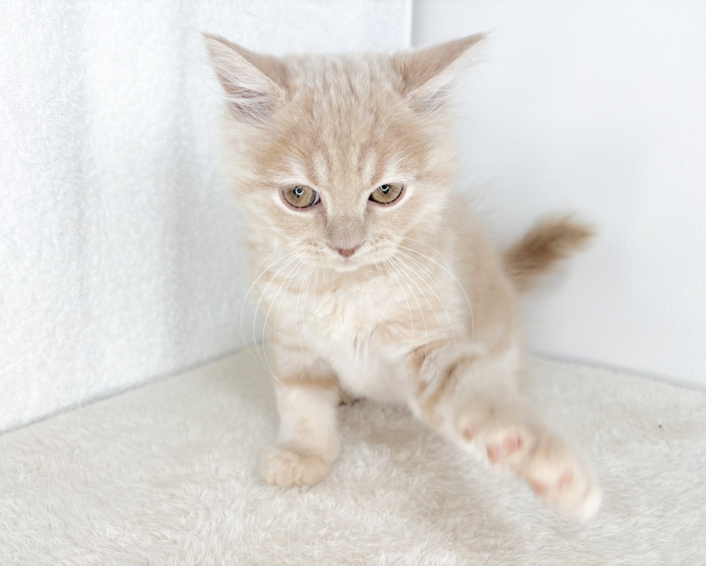 群馬県のスコティッシュフォールド (かねだいペットトライアル桐生/2025年10月28日生まれ/男の子/クリーム)の子猫の3枚目の画像