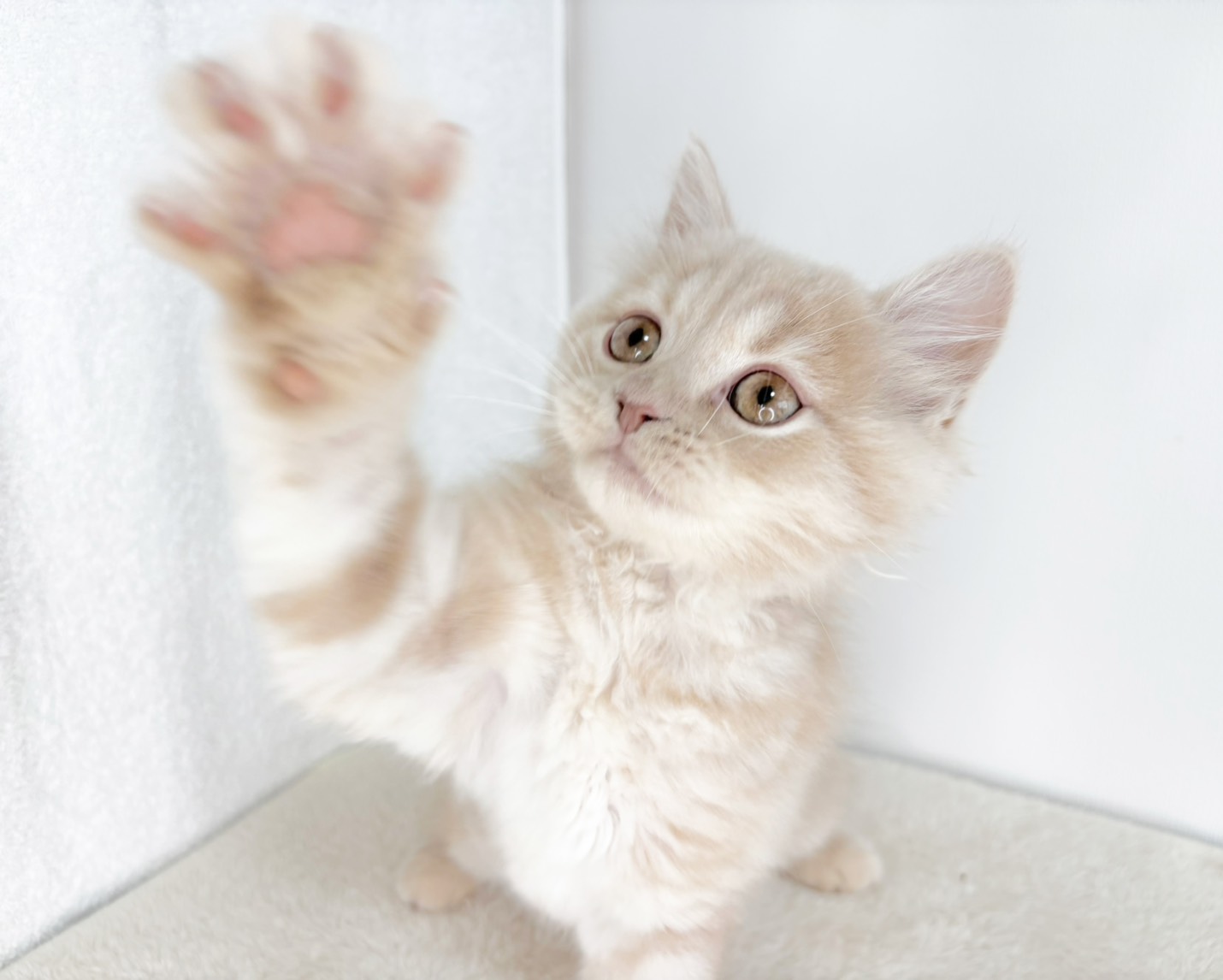 群馬県のスコティッシュフォールド (かねだいペットトライアル桐生/2025年10月28日生まれ/男の子/クリーム)の子猫の2枚目の画像